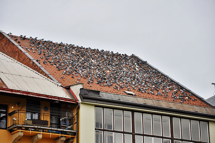 A2B Pest Control are able to install spikes to deter birds from roofs in Belper. 