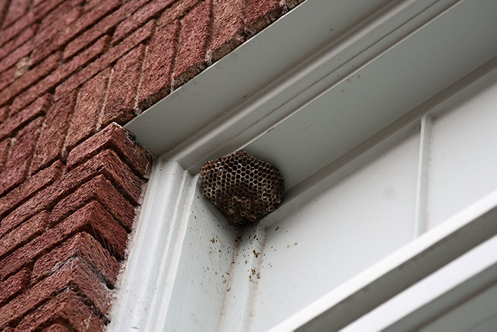 We provide a wasp nest removal service for domestic and commercial properties in Belper.